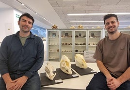 Los investigadores Ignacio A. Lazagabaster y Fernando Blanco en el Laboratorio de Anatomía comparada del CENIEH/UCC+I CENIEH.