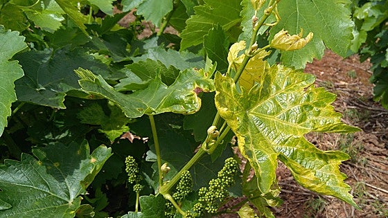 Las lluvias de primavera ponen en alerta a los viticultores frente al oídio y el mildiu