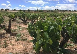 Viñedos de la DO Arlanza.