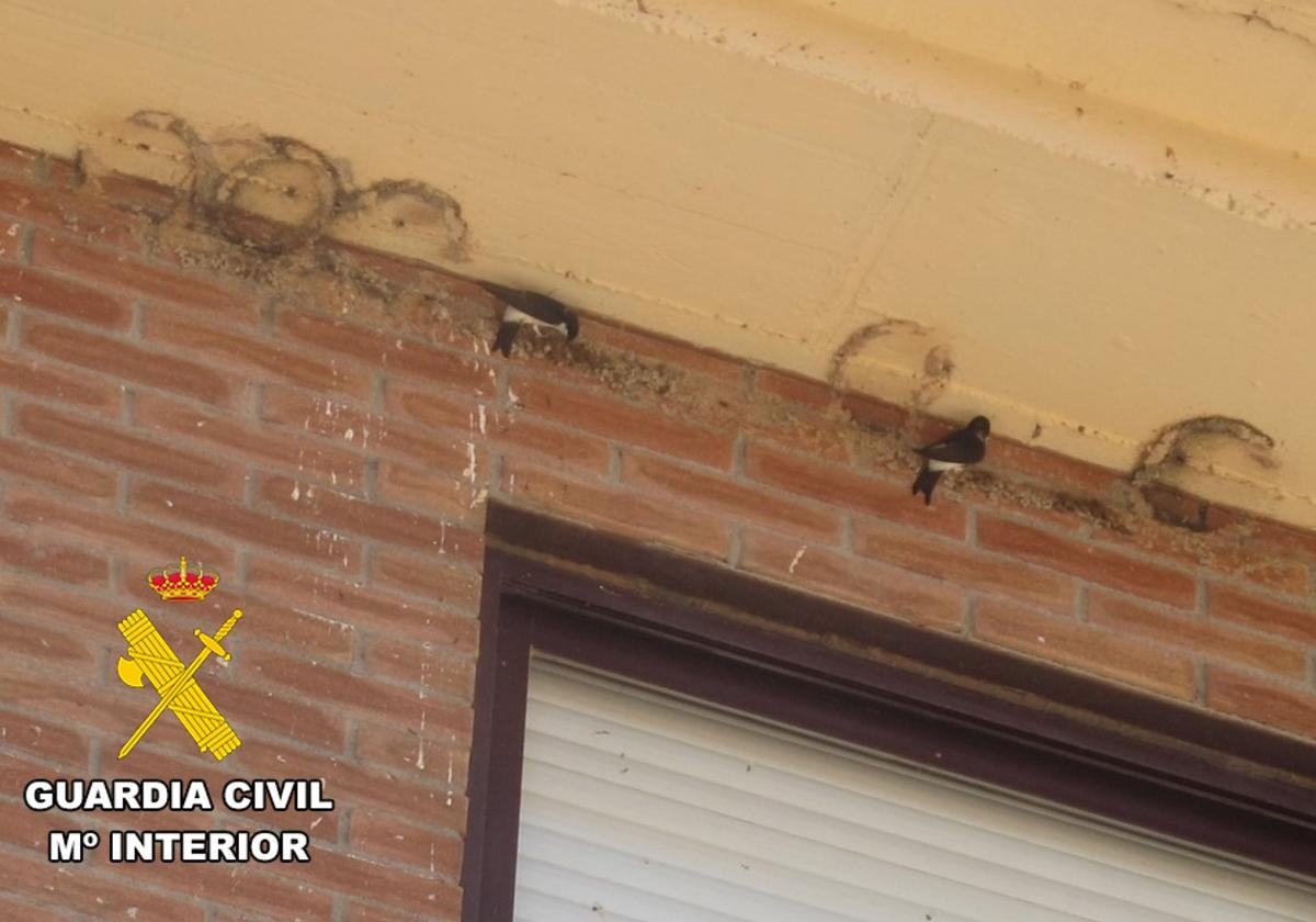 Vestigios de los nidos de golondrina que se destruyeron.