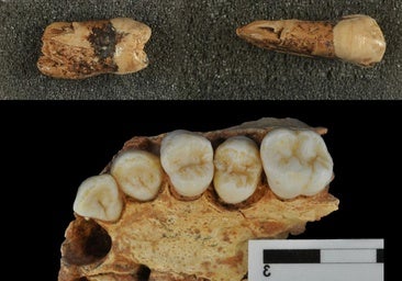 El grosor dental en Atapuerca revela una compleja herencia entre neandertales y humanos modernos