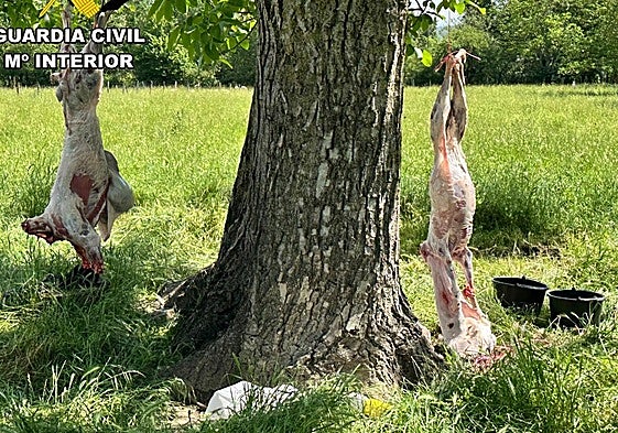 Corderos sacrificados ilegalmente en Burgos.