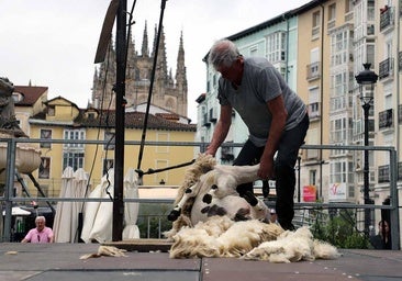 El esquileo, la tradición que vuelve a latir en el corazón de Burgos