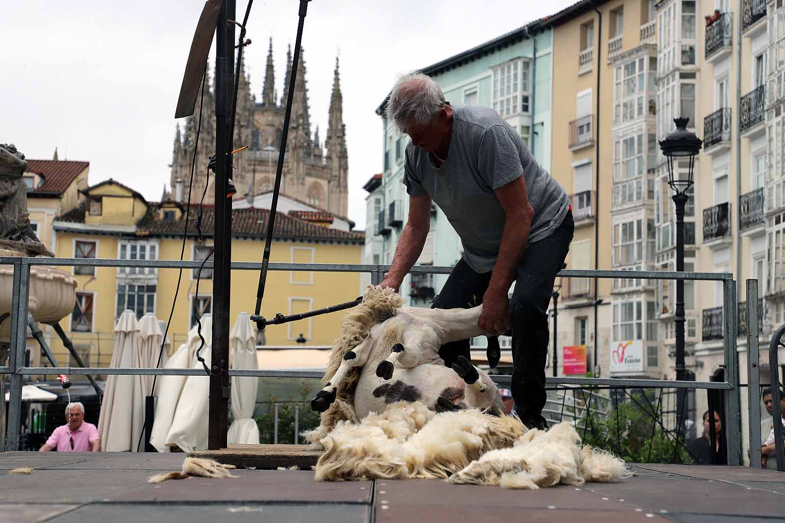 La fiesta del esquileo en Burgos, en imágenes