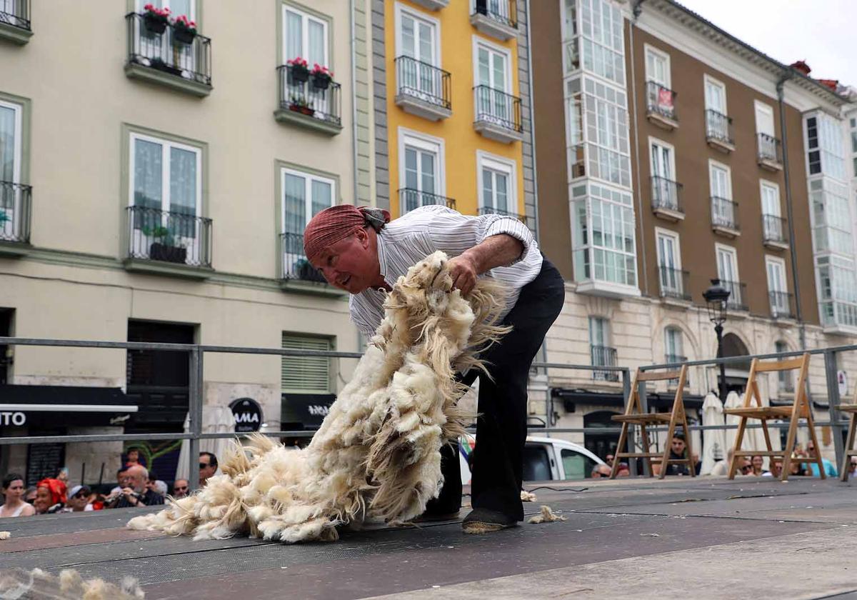 La fiesta del esquileo en Burgos, en imágenes