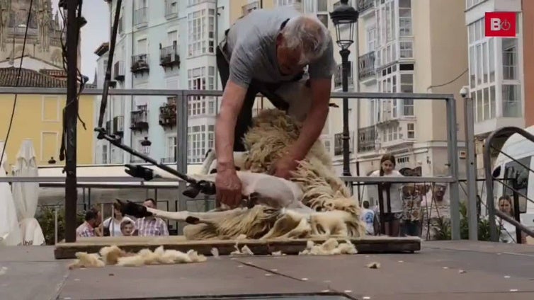 La fiesta del esquileo ha reunido en el centro de Burgos a decenas de curiosos