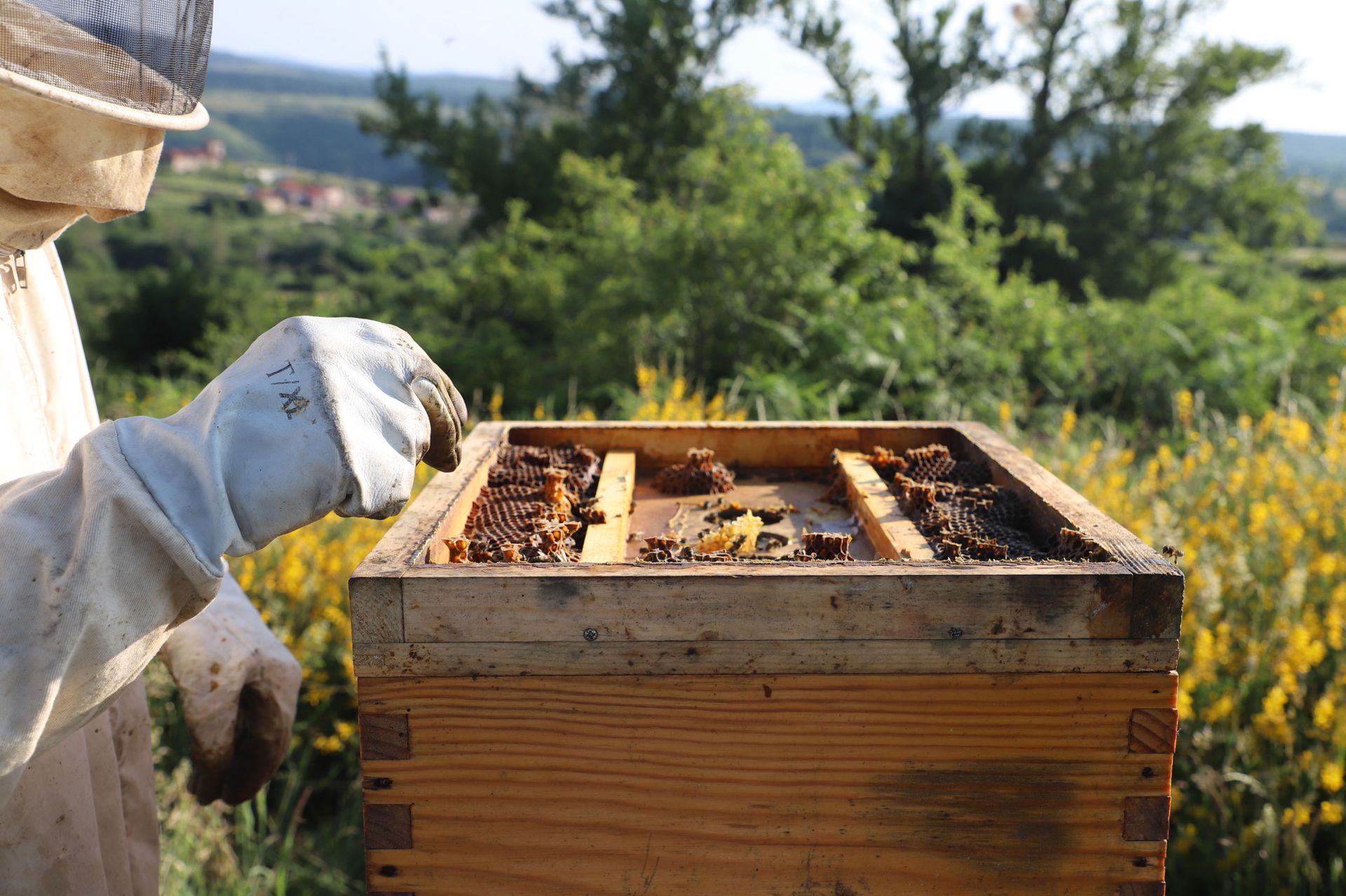 Entre vacas y abejas: así son los ganados de dos jóvenes en un pueblo de Burgos