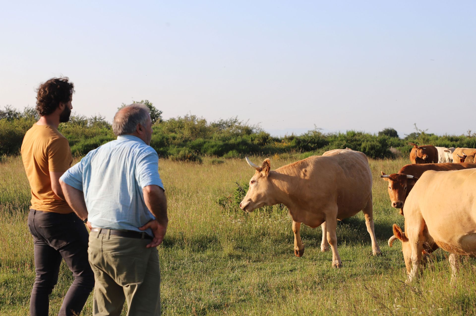 Juan es amigo de Lorenzo, oriundo de Rábanos. Fue pastor y tuvo 600 ovejas. Ahora pasea y vigila las vacas de Juan.