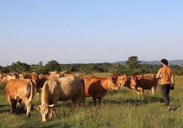Vacas de Juan pastando en Rábanos, Burgos