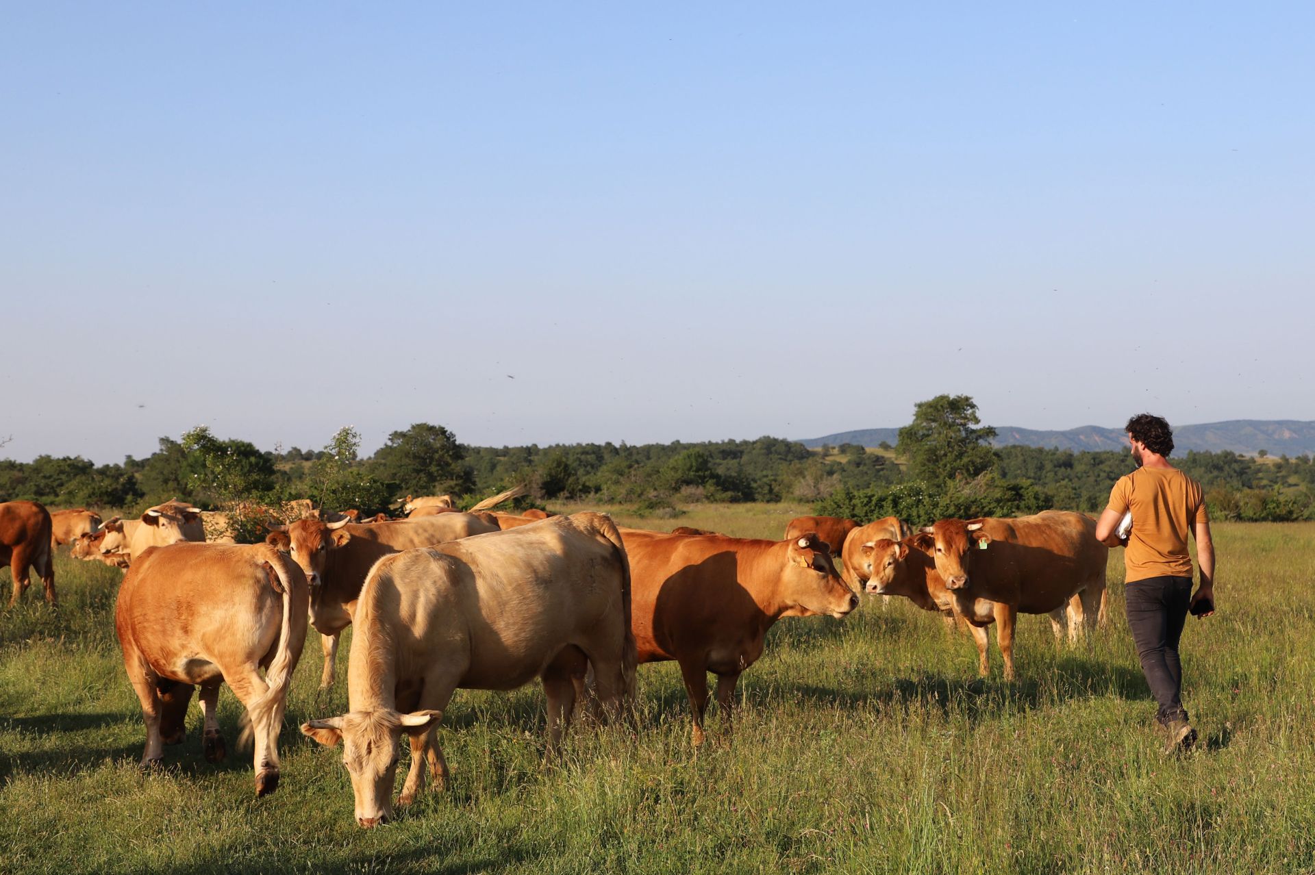 Entre vacas y abejas: así son los ganados de dos jóvenes en un pueblo de Burgos