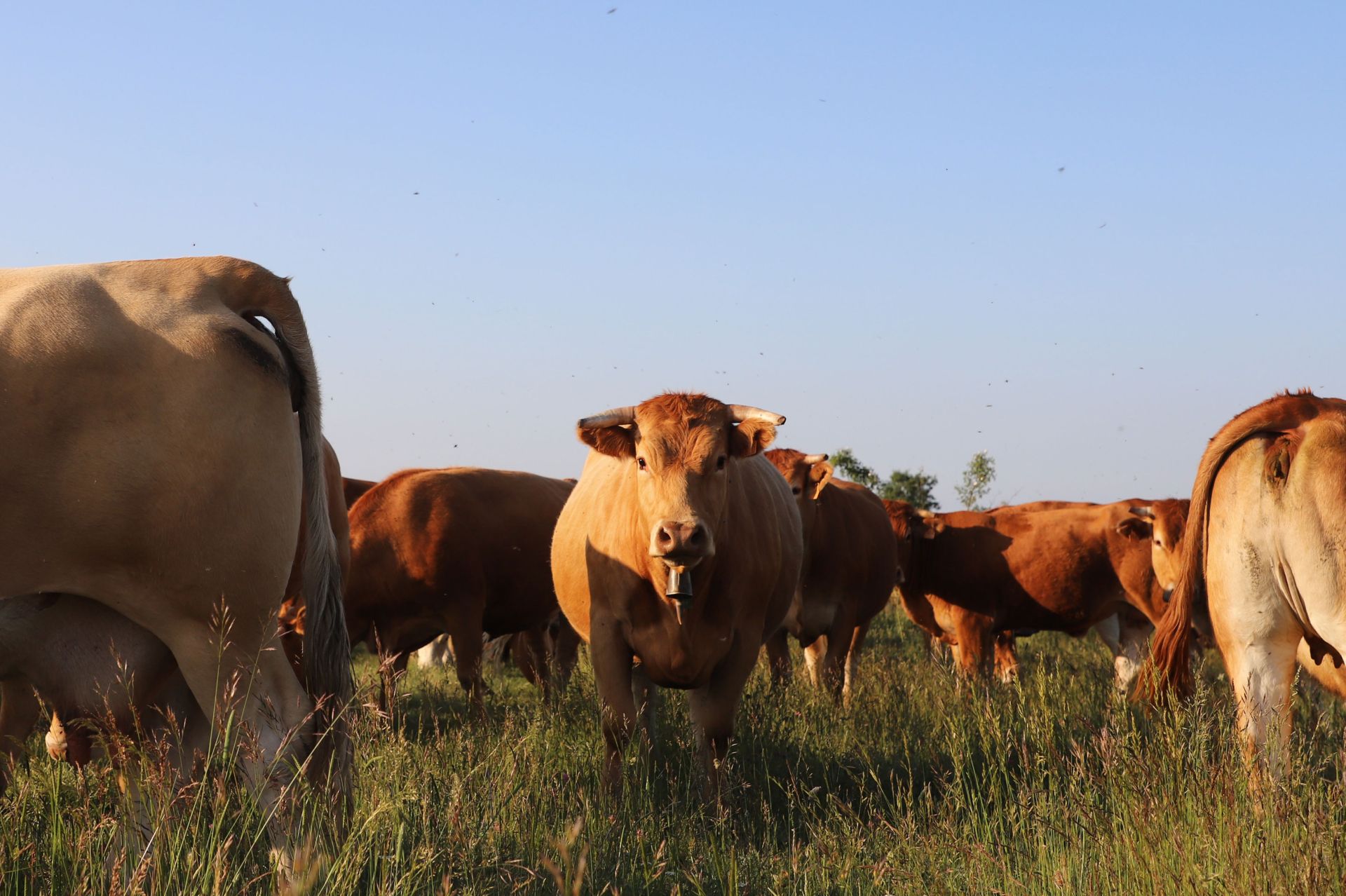 Entre vacas y abejas: así son los ganados de dos jóvenes en un pueblo de Burgos