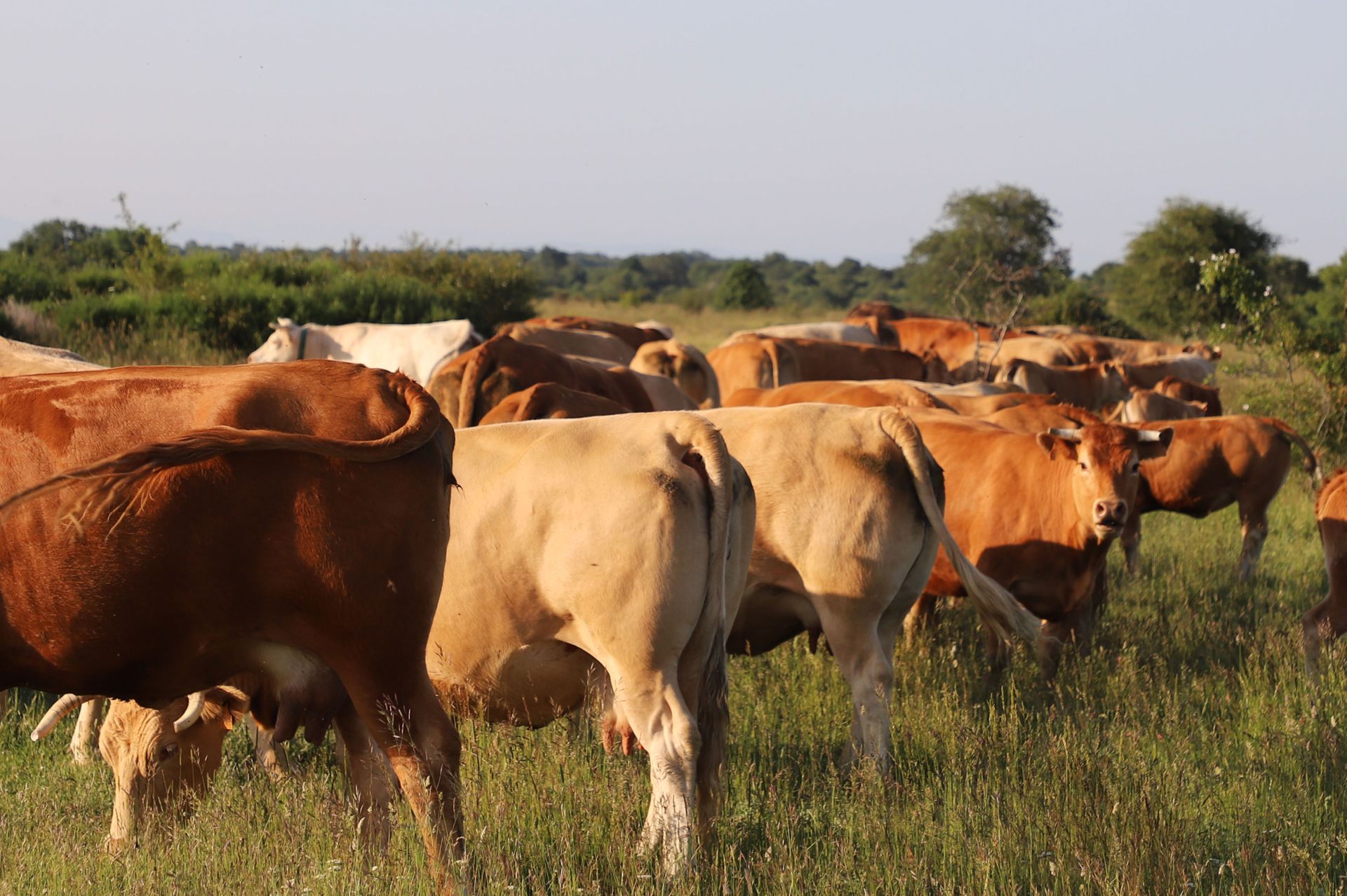 Entre vacas y abejas: así son los ganados de dos jóvenes en un pueblo de Burgos