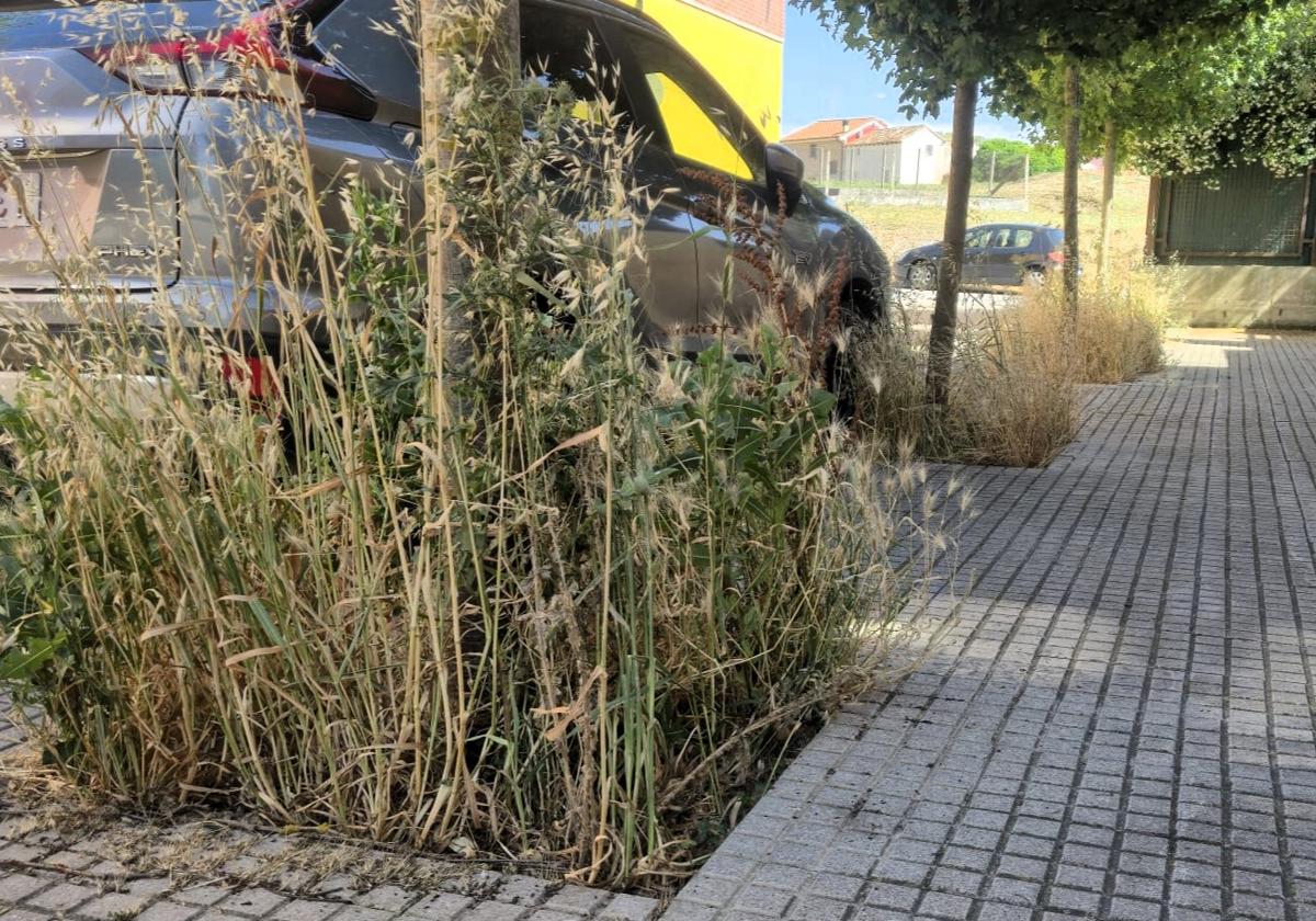 Las hierbas en algunas aceras superan el metro de altitud.