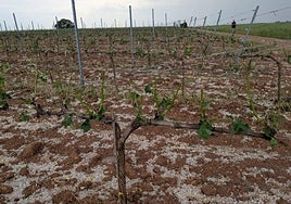 Viñedo afectado por el granizo en una parcela situada en la Ribera del Duero.