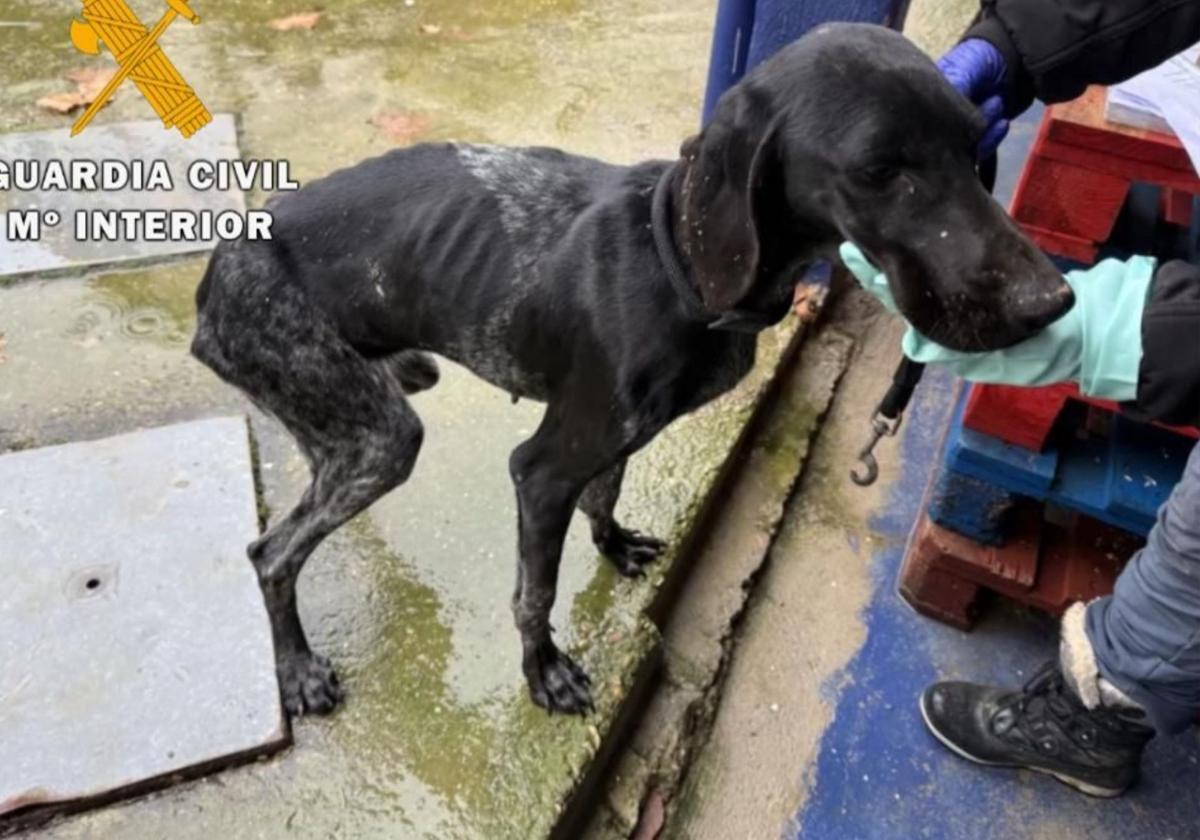 Uno de los perros rescatados por la Guardia Civil.