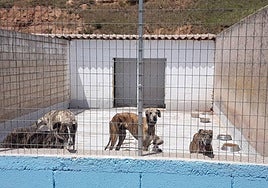 Perros recogidos en un hogra para estos animales.