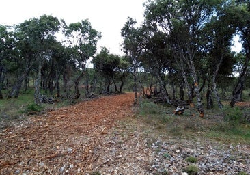 La UBU lidera una iniciativa para recuperar bosques rurales y frenar la despoblación en Burgos