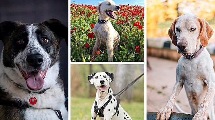 La fotografía como salvavidas: Burgos impulsa un concurso nacional para fomentar la adopción de perros y gatos