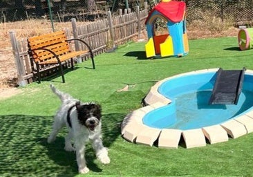 Las residencias de mascotas se consolidan en Burgos