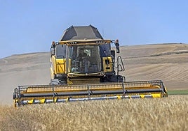 Imagen de una cosechadora en un campo de cereal en la campaña de este 2024.