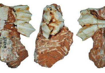 Hallan en Atapuerca la evidencia más antigua de fauna glacial en la península ibérica