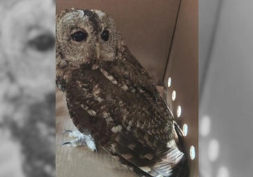 Rescate insólito en Burgos: un búho queda atrapado en un camión tras chocar en carretera