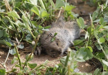 El topillo campesino ya está presente en alguna comarca de Burgos