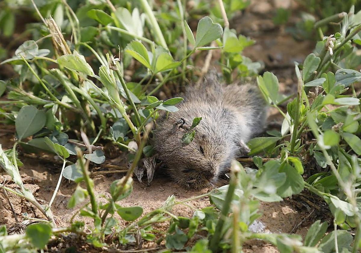 Topillo muerto en un campo.