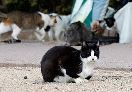 Imagen de una colonia felina mientras un hombre les lleva alimento.