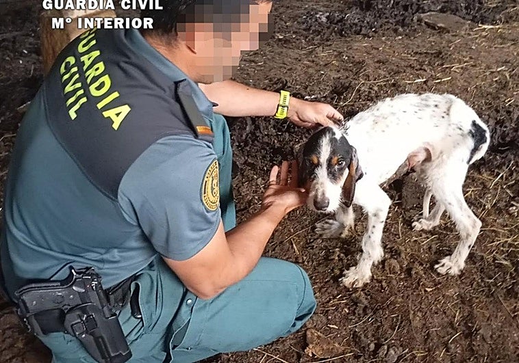 Estado de los perros al ser rescatados.