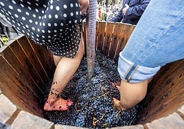 Tradicional pisada de la uva.