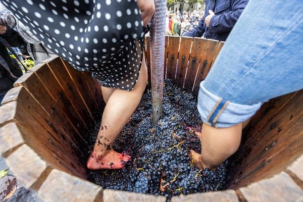 Aranda ya conoce las fechas y artistas para celebrar su VIII Fiesta de la Vendimia