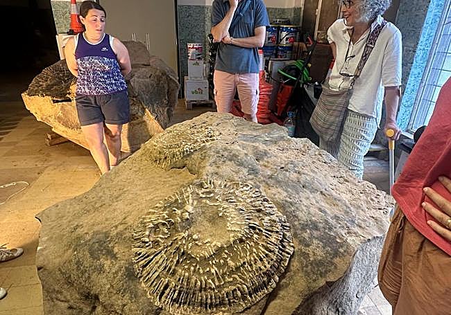 Muestra de los árboles fósiles al público.