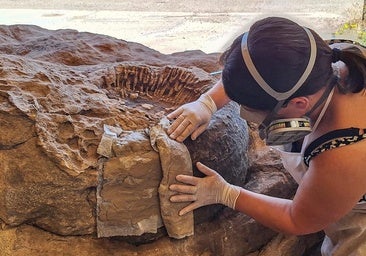 Los árboles fósiles que unen a Burgos y Palencia en un viaje de 130 millones de años