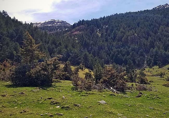 Un monte de Tierra de Pinares en Burgos.