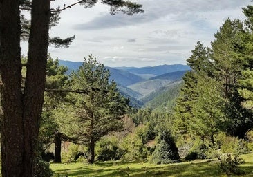 El bosque entre Burgos y Soria que resiste a los incendios teme por su futuro: «Nuestros montes son una bomba»