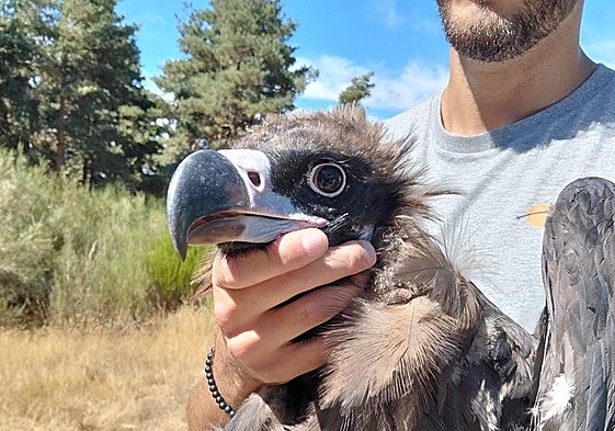 Primer plano de un buitre negro tras su marcaje con GPS