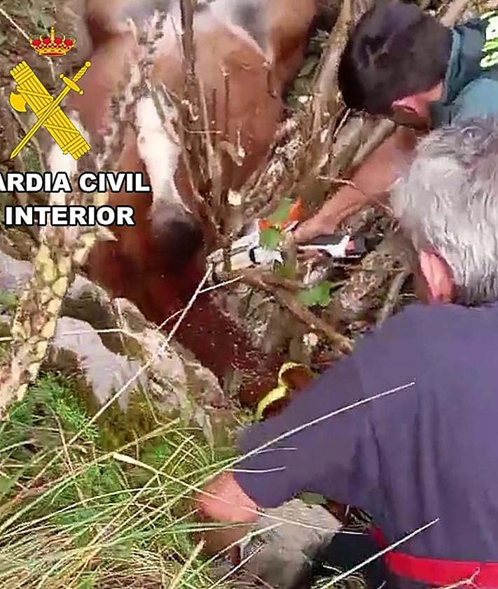 Imagen secundaria 2 - Potro rescatado en el norte de la provincia de Burgos.