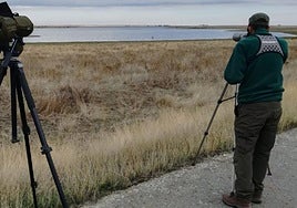 Observación de aves acuáticas en un humedal.