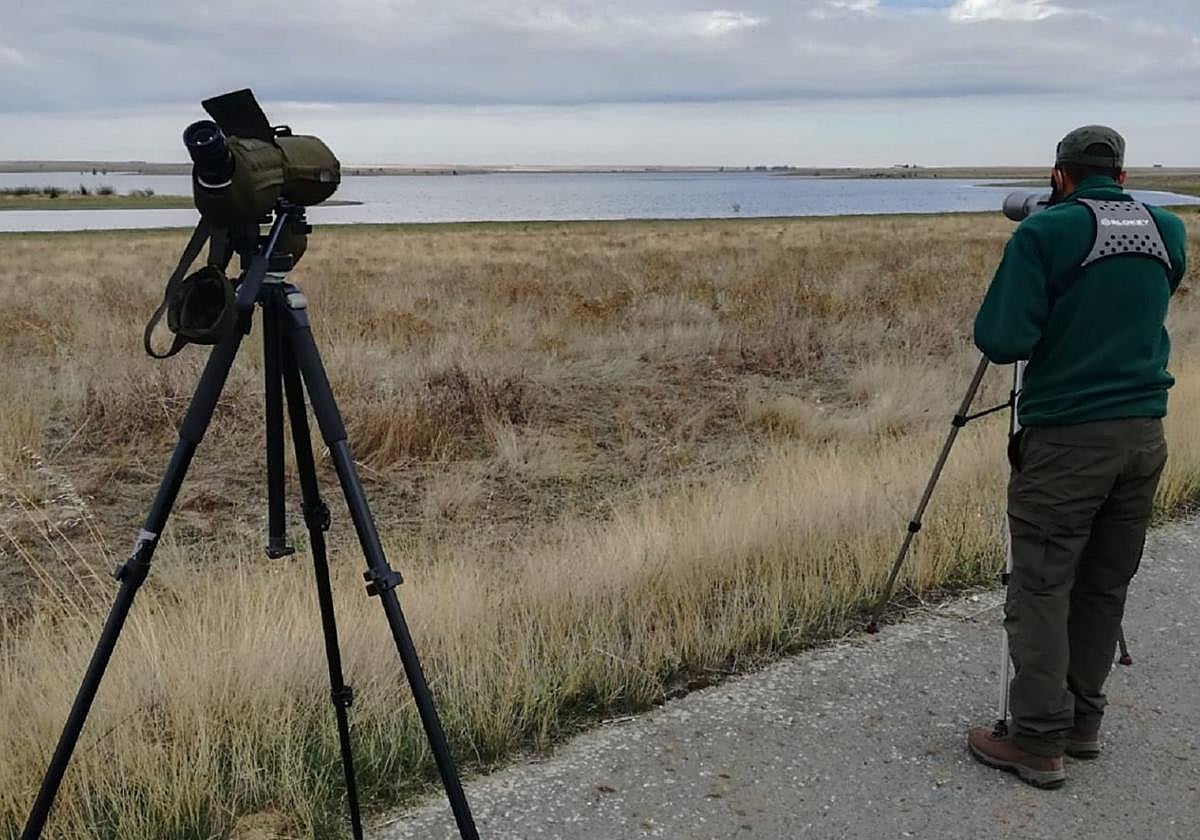 Observación de aves acuáticas en un humedal.