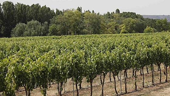 Burgos, la provincia con las huertas y viñedos más caros de Castilla y León