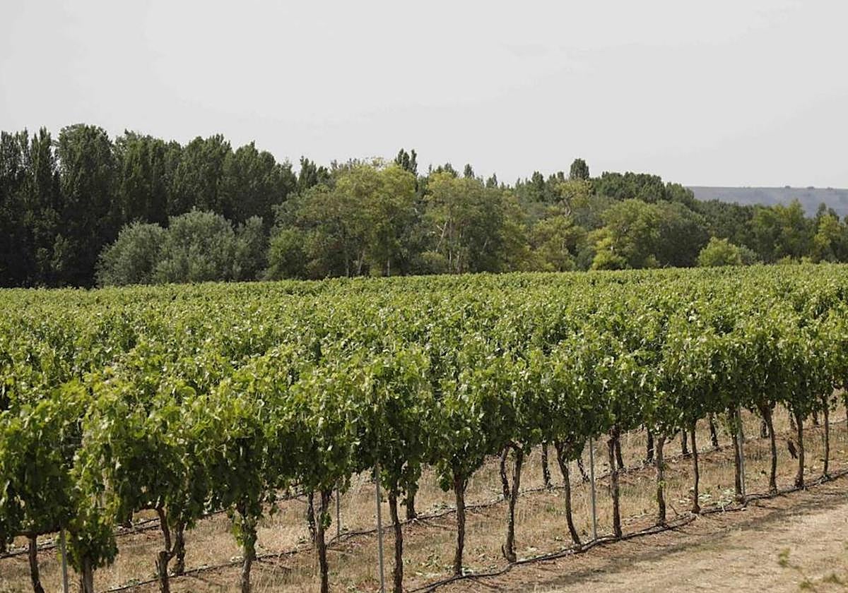 Viñedo en San Martín de Rubiales, Burgos.