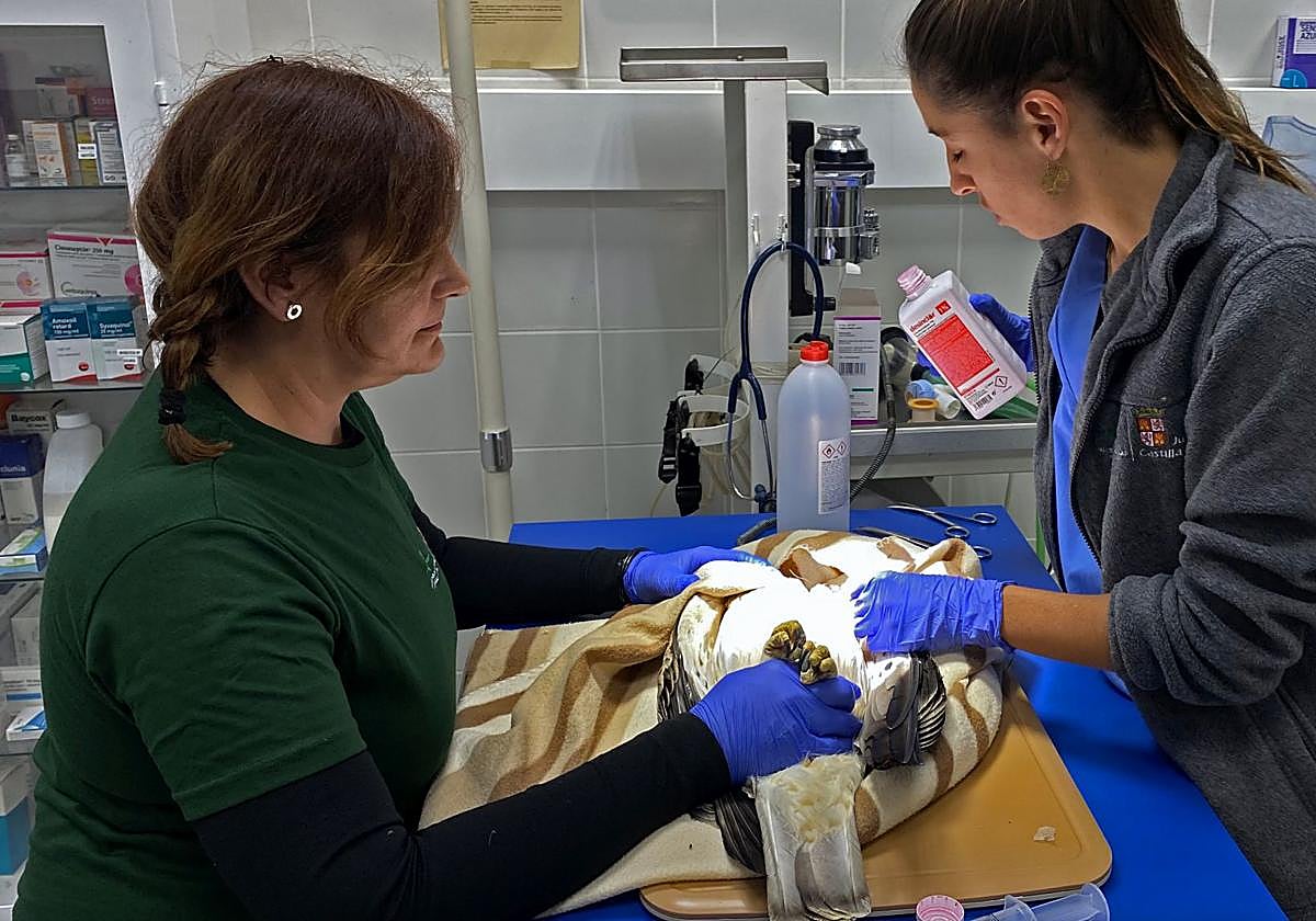Cura de un águila calzada en el CRAS de Burgos.