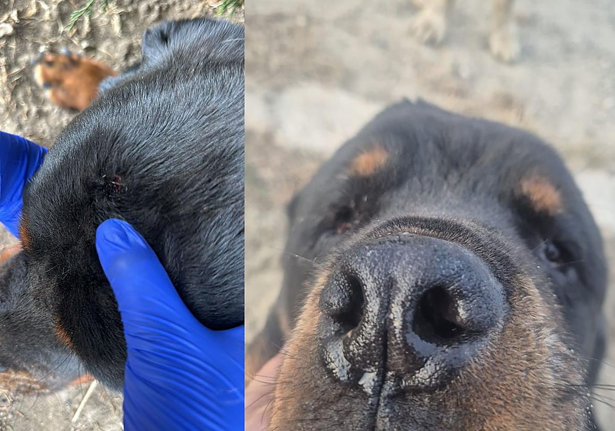 Imagen principal - Heridas provocadas por los ladrones.