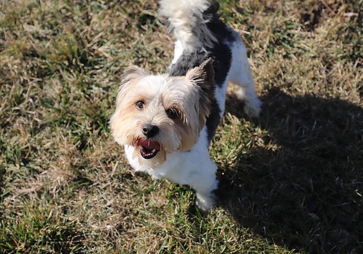 Imagen principal - Imágenes de perros de las razas que han sido sustraídas.