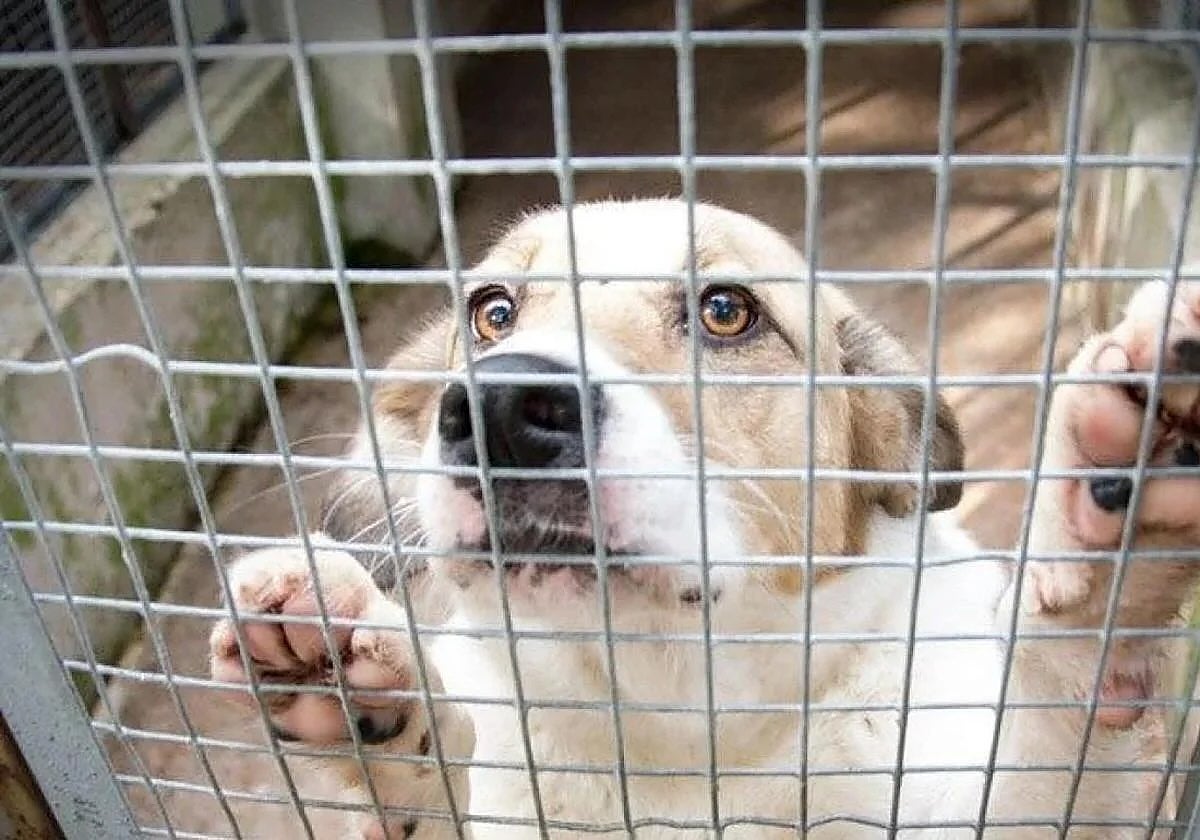 Un perro en una de las jaulas de la perrera.