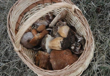 La falta de lluvias pone en jaque a la campaña micológica en Burgos