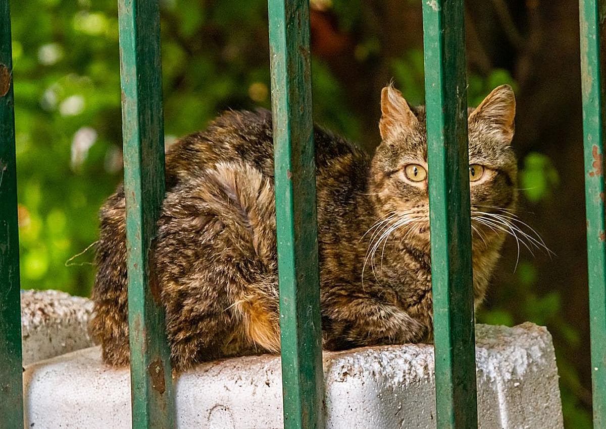 Imagen secundaria 1 - El fotógrafo burgalés Fran Álvarez premiado en el IV Certamen Artístico &#039;Amigos de los Animales&#039;