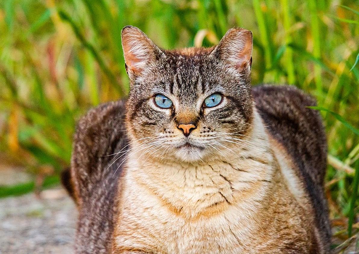 Imagen secundaria 1 - El fotógrafo burgalés Fran Álvarez premiado en el IV Certamen Artístico &#039;Amigos de los Animales&#039;