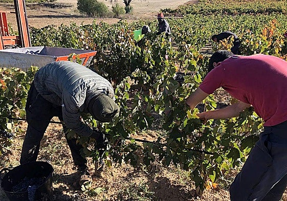 Arlanza y Ribera, producción dispar en las vendimias de Burgos